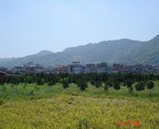 美姑建筑